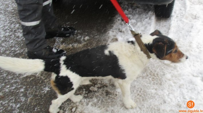 Patversmē nogādāts suns, aicina atsaukties saimnieku