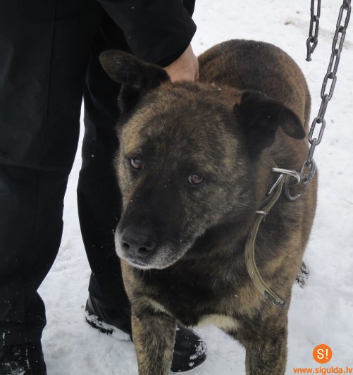 Patversmē nogādāts suns, aicina atsaukties saimnieku