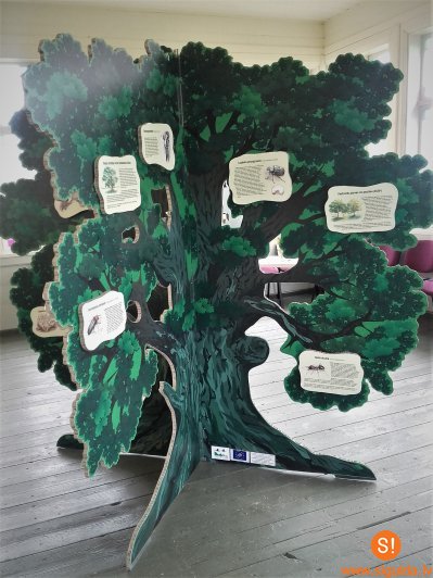 Aicina iepazīt dabas vērtības izstādē „Dzīvība kokā”