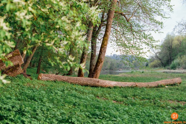 Aicina uz semināru par kokiem pilsētā un to kopšanu
