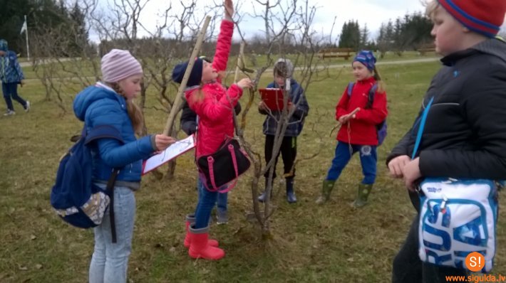Allažu skolēni pēta dabu Kalsnavas arborētumā