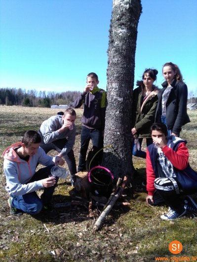 Mores pamatskolas skolēni bauda pašu tecinātas bērzu sulas