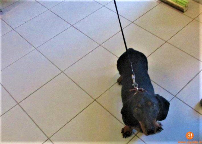 Patversmē nogādāts suns, aicina atsaukties saimnieku