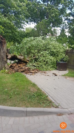 Stiprā vēja un negaisa laikā aicina uzmanīties no lūstošiem kokiem