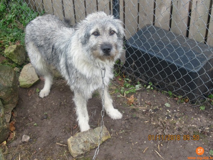 Atrasts suns; aicina atsaukties saimniekus