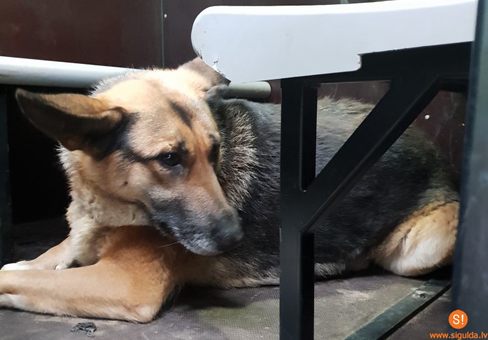 Atrasts suns; aicina atsaukties saimniekus