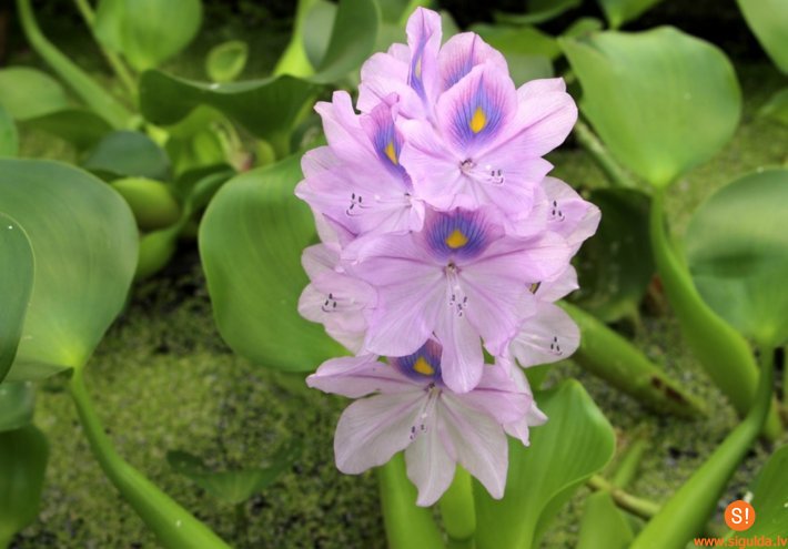 Aicina pievērst uzmanību invazīvo augu sugu izplatības ierobežošanai