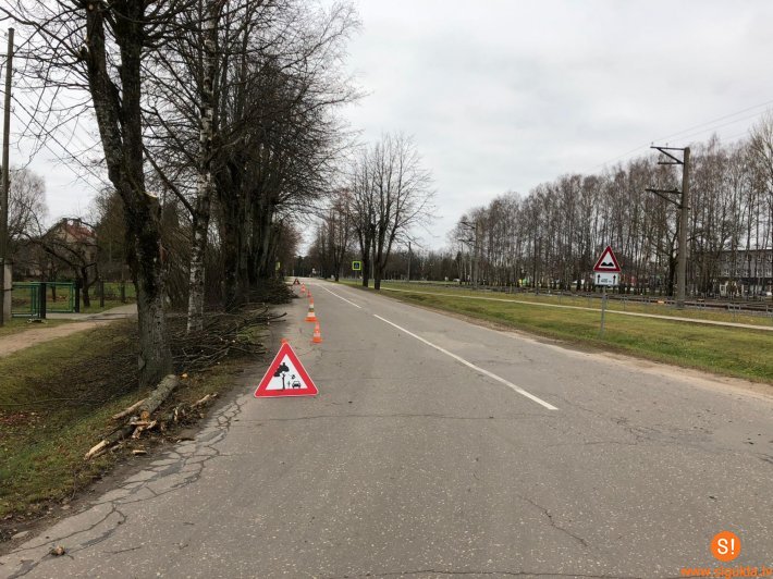 Informācija par koku vainagu veidošanu Siguldā