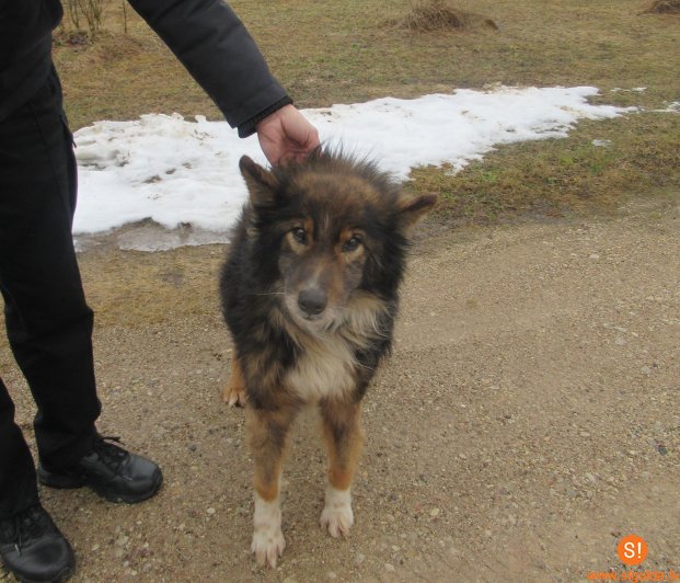 Patversmē nogādāts suns, aicina atsaukties dzīvnieka saimnieku