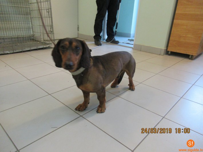 Aicina atsaukties Siguldas pagastā atrasta suņa saimniekus