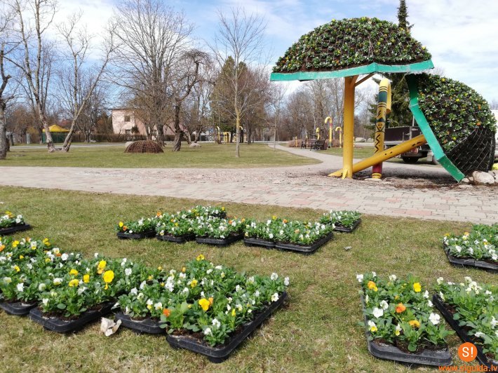 Siguldas apstādījumos uzsākta vairāk nekā 10 000 atraitnīšu stādīšana