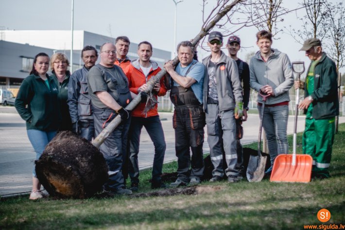 Lielā talka Siguldas novadā: Olimpiešu alejā iestādīta īpaša kļava un sakopta Lakstīgalas grava