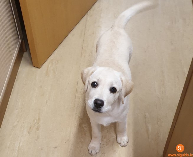 Atrasts suns; aicina atsaukties saimniekus