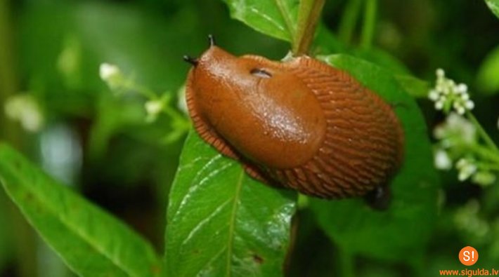 Brīdina par Spānijas kailgliemežu izplatību Siguldas novadā