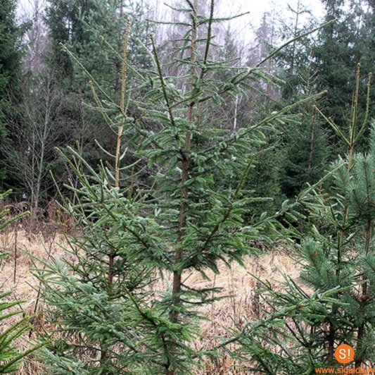 Aicina dāvināt mazās eglītes Ziemassvētku egles tapšanai Siguldas dzelzceļa stacijas laukumā