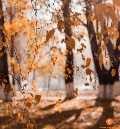 5. novembrī Nītaures ielā veiks bīstamo koku zāģēšanu