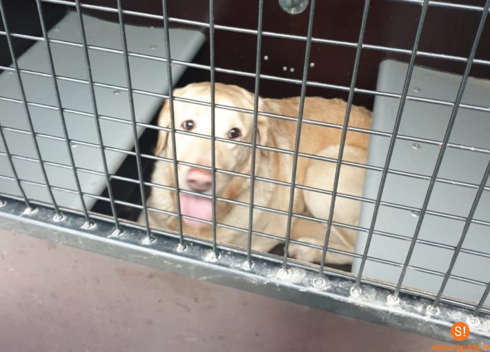 Atrasts suns; aicina atsaukties saimniekus