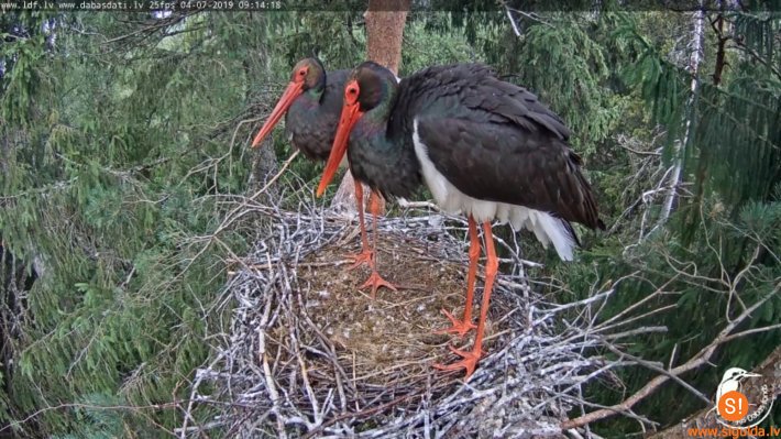 Siguldas novadā jau otro gadu bija iespēja sekot melnā stārķa gaitām