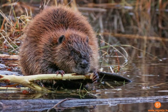Gaujas Nacionālajā parkā norisināsies akcija “Bebruāris”