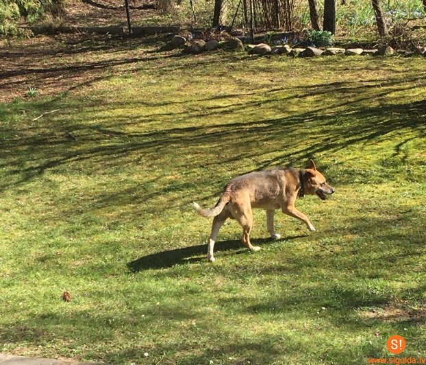 Atrasts suns; aicina atsaukties saimniekus