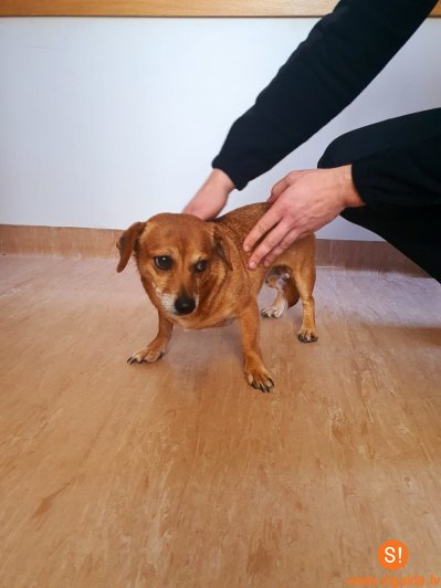 Atrasts suns; aicina atsaukties saimniekus