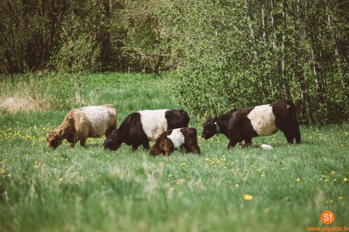 Siguldas pļavās ieradušās mobilā ganāmpulka govis
