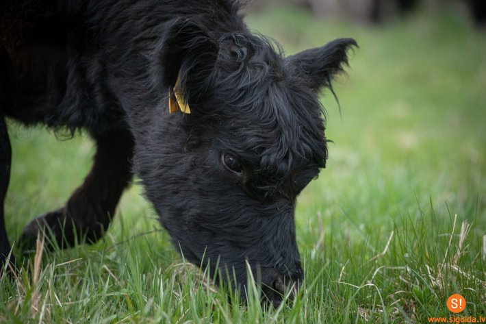 Mobilā ganāmpulka govis ieradušās Balonu pļavā
