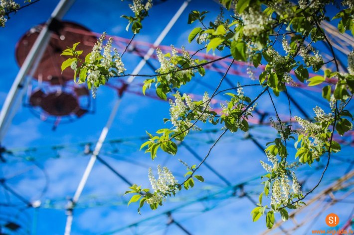 Siguldā izveidots jauns pastaigu maršruts “Zied ievas Gaujas senielejā”