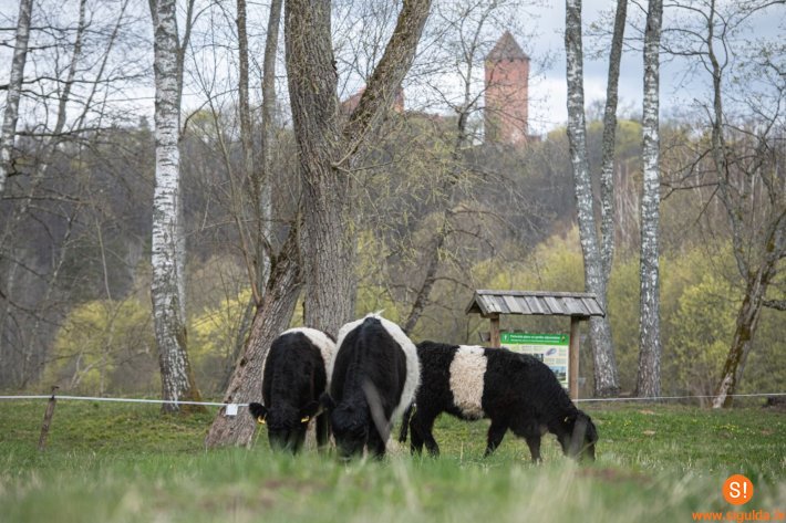 Latvijas Dabas fonds iepazīstinās ar mobilā ganāmpulka darbu