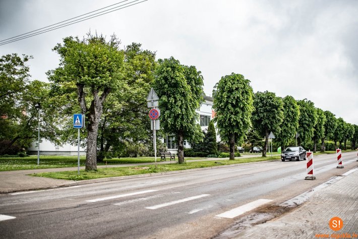 Pārveidojot Rīgas un Stacijas ielas krustojumu, rīt, 16. jūnijā, plānots nozāģēt trīs liepas