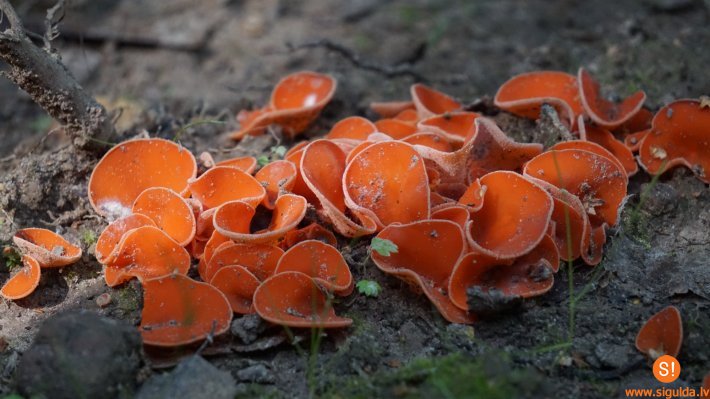 “Sēņotāju stāstu dienās” atrastas aptuveni 50 sēņu sugas