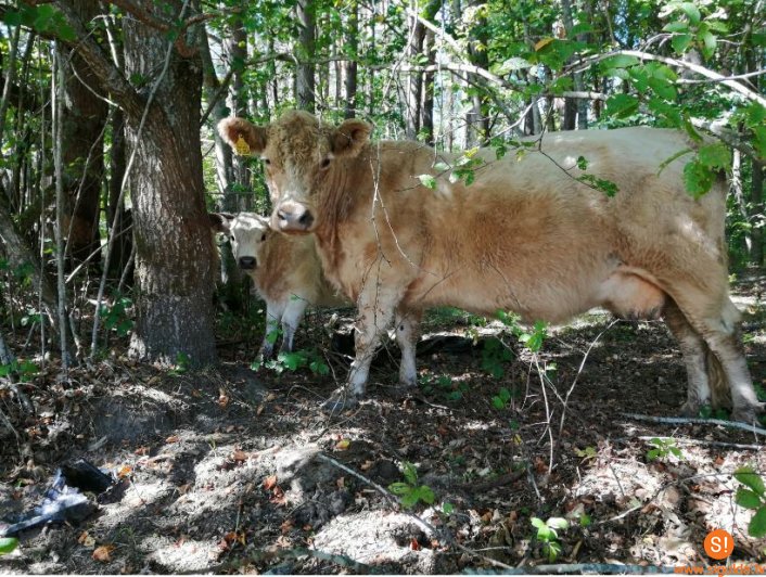 Mobilais ganāmpulks atgriežas Siguldas pļavās kopā ar mazuļiem