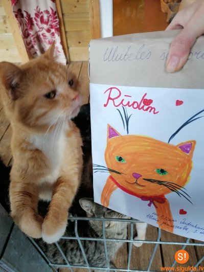 Allažu pamatskola Labo darbu nedēļā atbalsta dzīvnieku patversmes iemītniekus