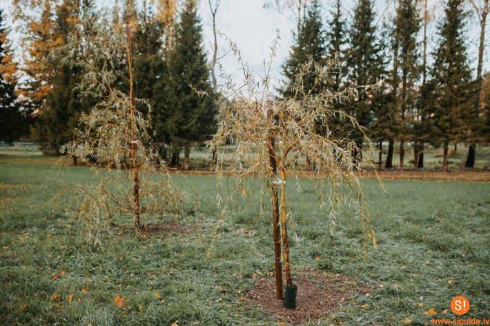 Pašvaldība Saules parkā un Allažos stāda dažādus kokus un dekoratīvus stādījumus