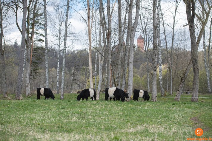 Mobilais ganāmpulks Siguldas novadā noganījis 53 hektārus dabisko zālāju