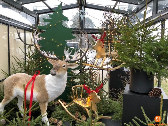 Meklē svētku sajūtu tepat – sev apkārt!