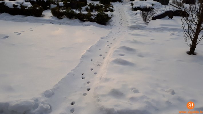 Meža zvēri barības meklējumos apciemo kapsētas