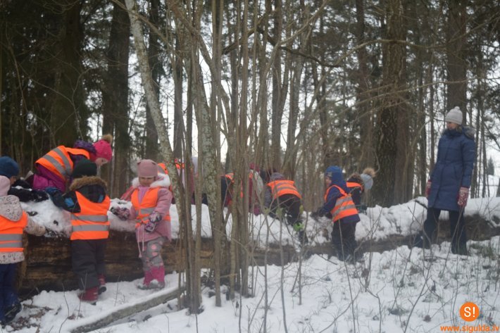 Bērnudārza “Pīlādzītis” bērni iepazīst Siguldas meža takas un mācās dabā
