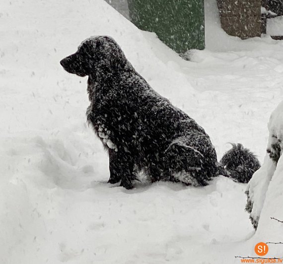 Atgādinājums mājdzīvnieku saimniekiem – aiz saviem mīluļiem publiskā telpā jāsavāc ekskrementi