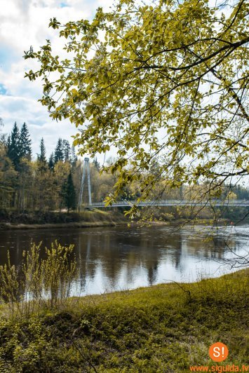 Šonedēļ Siguldas novadā: ievziedu laika pastaigas pilsētā un dabas takās, “Mūsu Bio tirgus” un citi notikumi