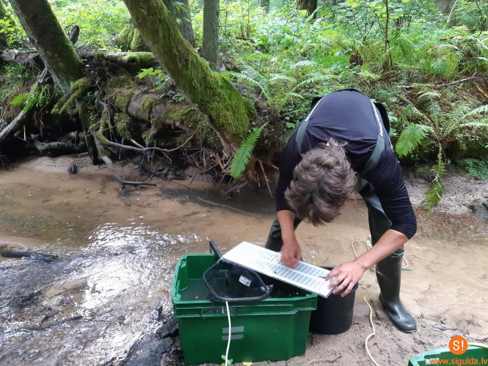 Vērtē Gaujas Nacionālā parka upju piemērotību taimiņu un foreļu attīstībai