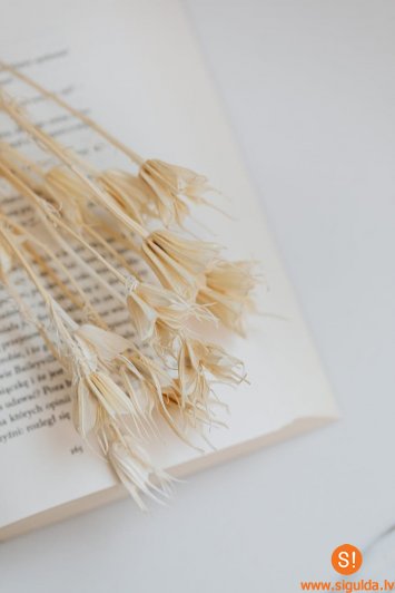 UNESCO Radošo pilsētu tīklam ir pievienojušās 49 pilsētas