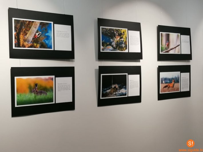 Siguldas novada bibliotēkā atklāta Jāņa Zilvera fotoizstāde “Dzīvā daba Siguldā”