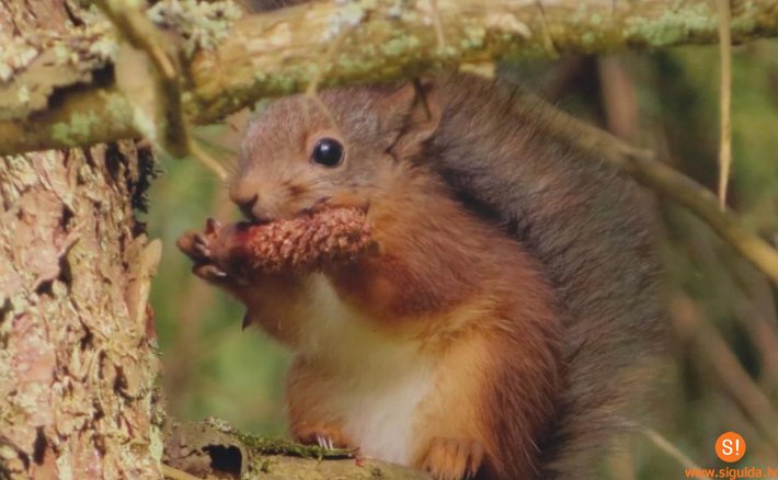 Notiks Dzejas dienas Allažu bibliotēkā
