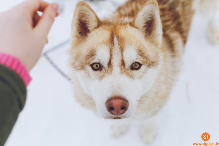 Realizē projektu “Piedzīvojums ar Haskijiem MORĒ”