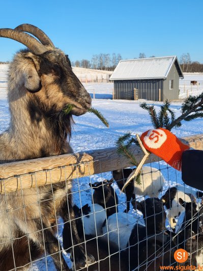 Siguldas svētku eglīte dodas pie ZOO iemītniekiem