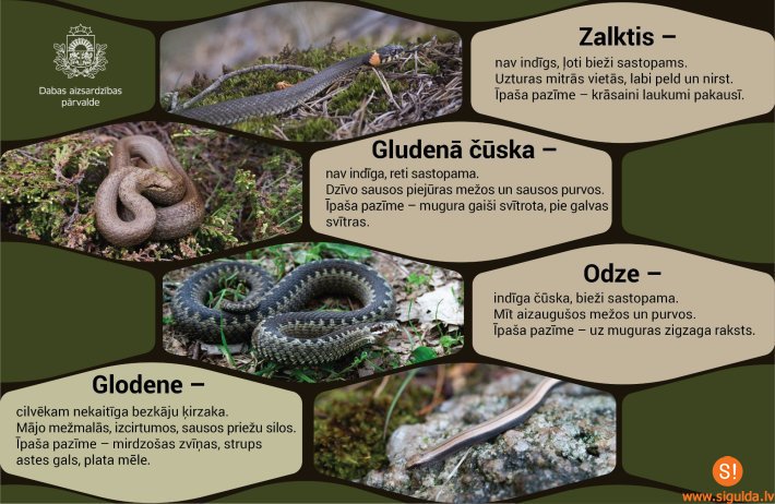 Arī zalkši uzturas peldvietās, no tiem nav jābaidās