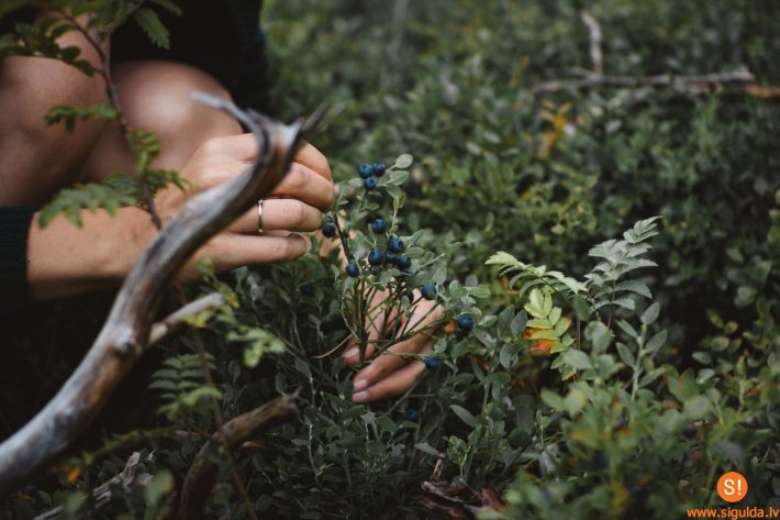 VUGD aicina sēņot, ogot un pastaigāties mežā droši un pārdomāti