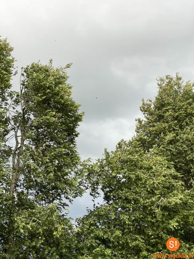 Stiprā vēja laikā aicina būt piesardzīgiem un uzmanīties no lūstošiem kokiem