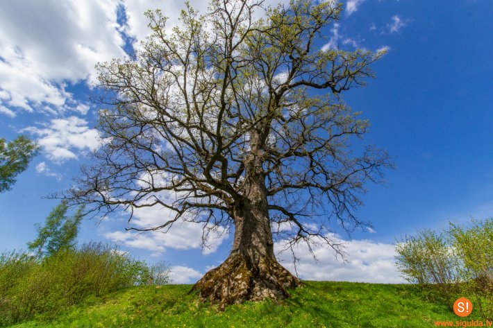 Vētras bojātu dižkoku sakopšana vai aizvākšana ir jāsaskaņo